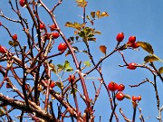 20 Bacche di rosa canina in piena maturazione